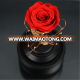 High quality long lsting preserved rose in glass with lid light