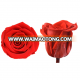 Wholesale everlasting rose real rose preserved flowers for wedding