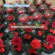 Yunnan IFAN wholesale preserved ecuador roses eternal flower Bi color for christmas acrylic box arrangement