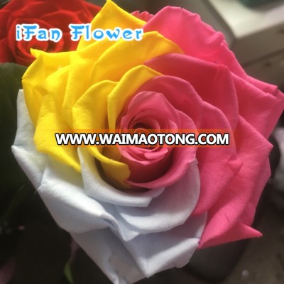 preserved rose colorful flowers making for home decoration perfect gift organic everlasting flowers wholesale